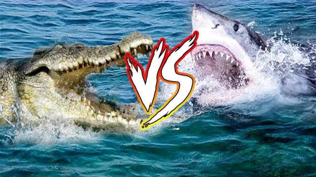 鳄鱼闯入鲨鱼领地,鲨鱼来势汹汹!二话不说上去就咬