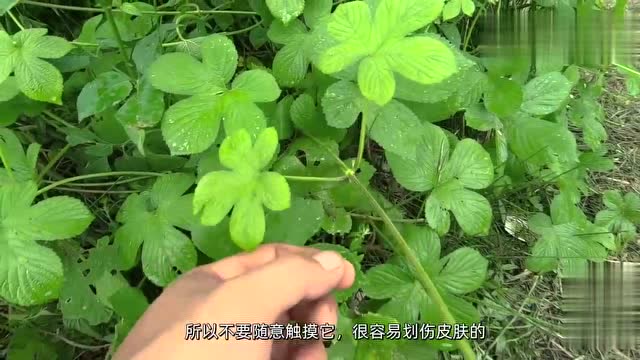 今天带大家认识一种草药它叫拉拉藤活血祛瘀利尿排毒