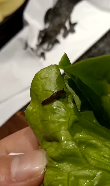 生菜里面的虫子图片