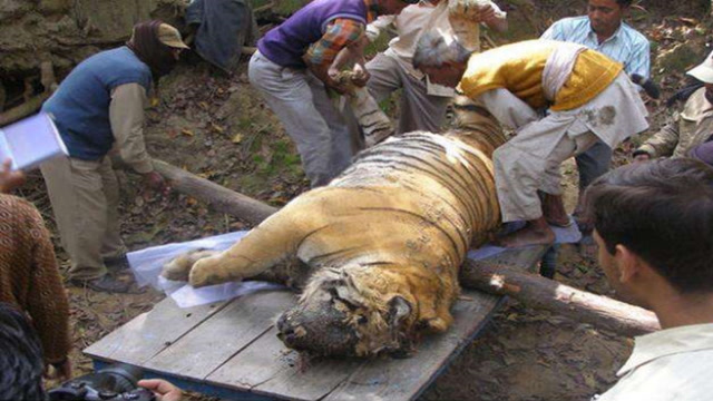 老虎一旦灭绝,后果到底会有多严重?新疆惨重的教训至今难忘