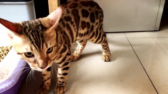 超帅的赛级金豹猫非常温顺,这一身漂亮的豹纹帅炸了!
