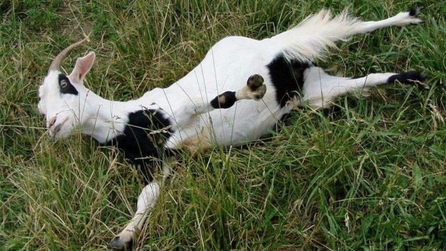 世界上胆子最小的羊,拍拍手掌马上吓晕了,活到现在简直是奇迹!