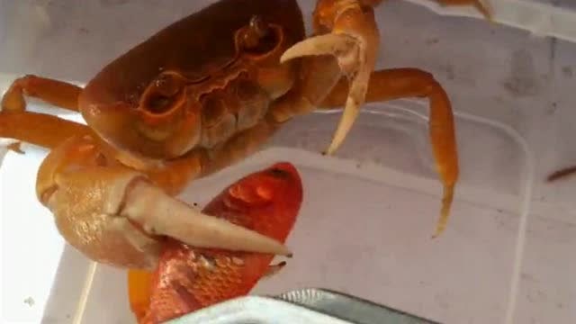 螃蟹在吃小鱼听说吃鱼智商会变高难道这主人是想让螃蟹更聪明吗