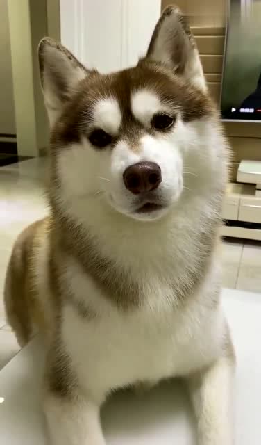 第一次见这么乖的哈士奇,接下来的一波歪头杀,真是太可爱了