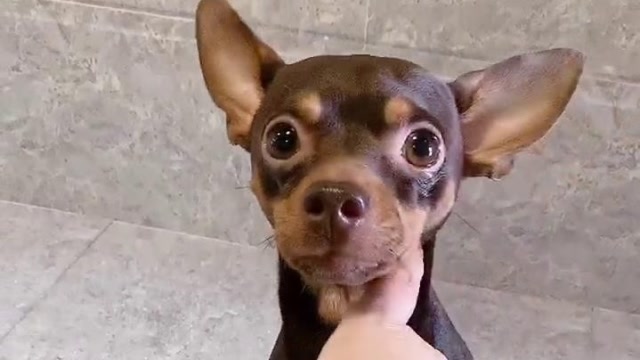 鹿犬啵啵乐不愿意洗脸,看主人如何对待它的,结局笑死人不偿命