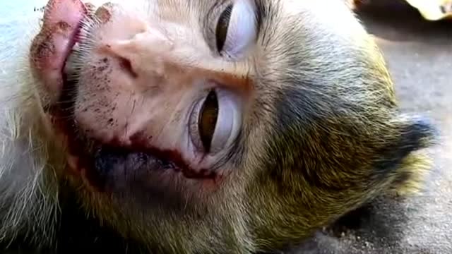 太可怜了!小猴子被打一脸惨相,自卑趴在妈妈怀里不吵不闹