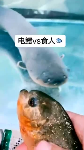 水中两大霸主,电鳗对阵食人鱼,究竟谁能胜利?