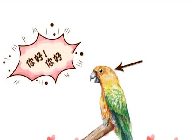 鹦鹉为什么能学人说话?