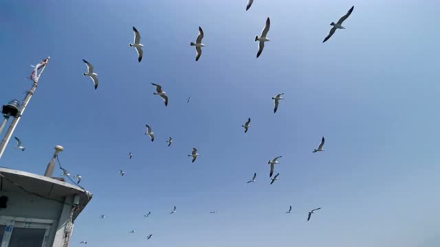 长门岩岛调查归程