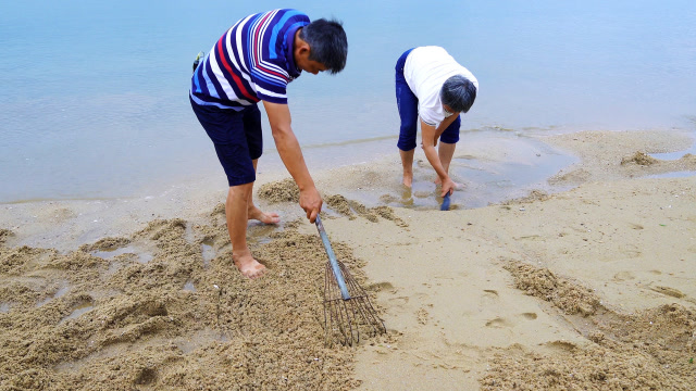 大退潮阿兴带上神器赶海,挖海货又快又省力,不一会儿就爆桶