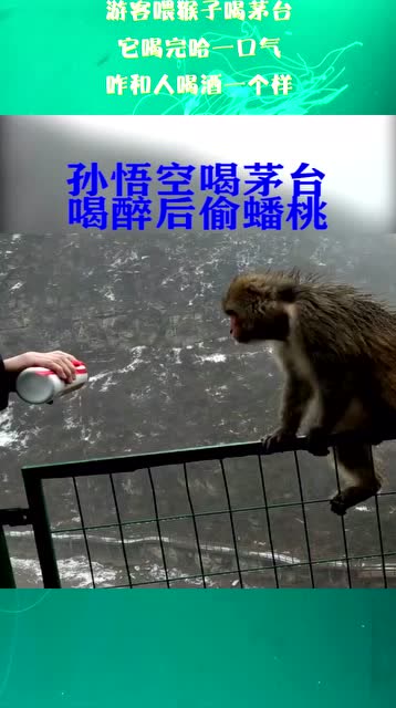 游客喂猴子喝茅台,它喝完哈一口气,咋和人喝酒一个样