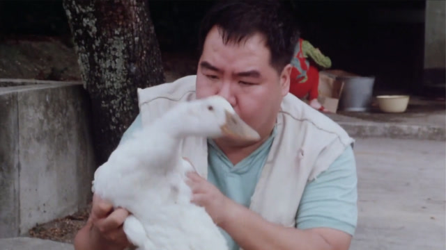 肥猫流浪记:肥猫冲到路中央,货车为了躲避他,把社工bibi撞了!