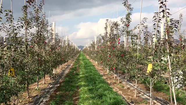 矮化密植苹果园