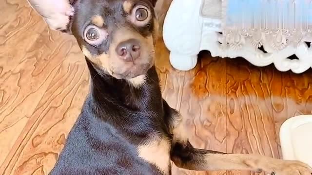 宠物,啵啵乐想吃主人的午饭,硬的不行就来软的,太逗了