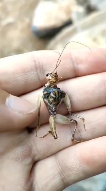 现在污染太厉害了,连蛐蛐都变异了,这难道就是传说中的蚁人?