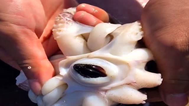 渔民清理大墨鱼,牙齿墨鱼骨还有墨,这些全都要去掉