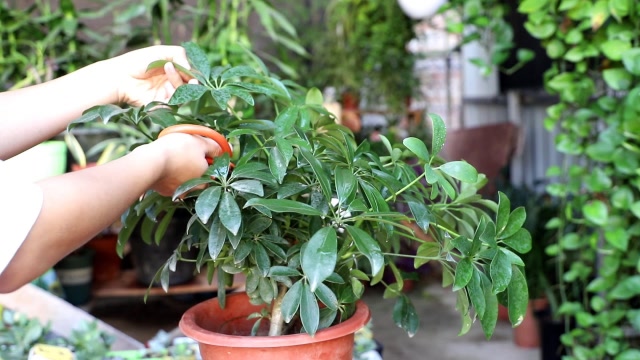 鸭掌木修剪3部曲株型美侧芽萌发多