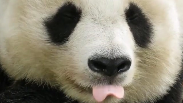高清镜头下的熊猫旦旦,大脸超圆超美,熊家还知道吐舌卖萌