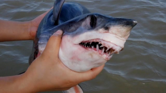 男子徒手捉鲨鱼太刺激,下一秒意外发生,镜头拍下惊险一幕!