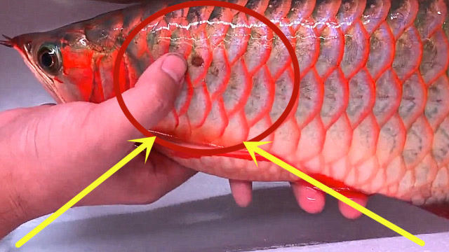 龙鱼鱼鳞惊现寄生虫,小伙实拍如何去除,看的头皮发麻!