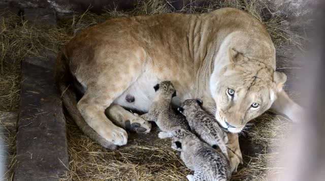 母狮子再一次产崽成功,面对自己的3个孩子,心里别提多骄傲了