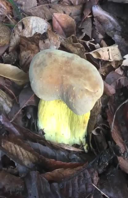 辽宁丹东农村出的黄粗腿蘑,肥嫩无比,走狗屎运了