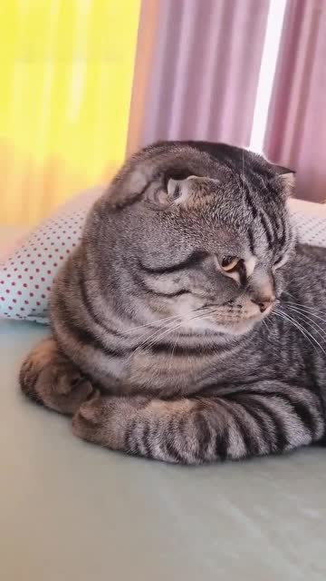 这是什么品种折耳的狸花猫吗