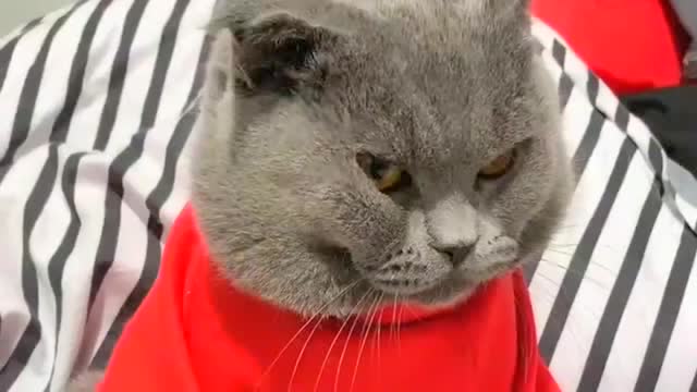 猫咪不喜欢铲屎官,用嫌弃的眼神盯着铲屎官,真逗
