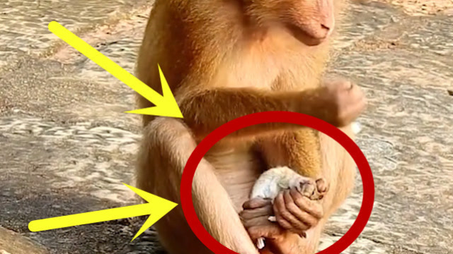 一只老鼠被猴子抓住,接下来老鼠崩溃了!老鼠:这是猴干的事吗?