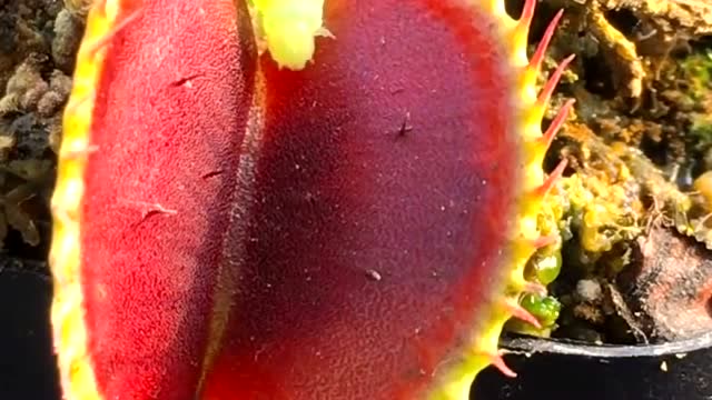 食人花大战毛毛虫被吃的一瞬间简直太血腥了毛毛虫真惨