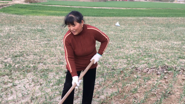 猪肉降价了,现在一斤多少钱?农村大娘告诉你猪肉的最新价格