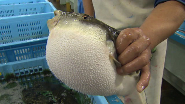 3斤重的大河豚,厨师大叔一点都不怕有毒!这刀工谁看了不说好?