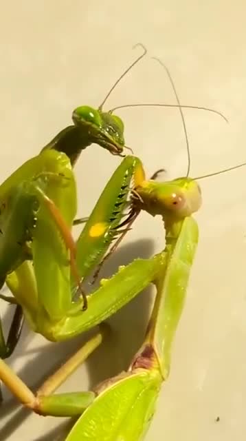两只螳螂抱在一起,仔细一看,这会不会有点残忍了
