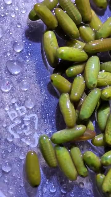 春蝈蝈马上就来了这么多蝈蝈卵真是第一次见