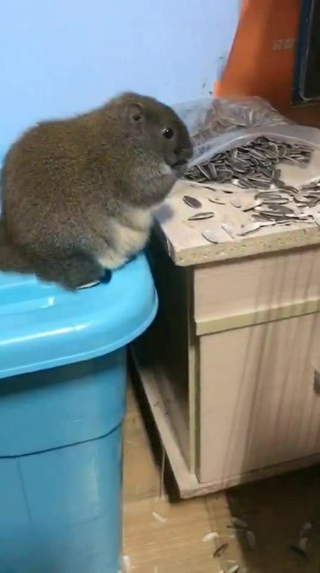 小这个黄山松鼠够胖吧,太能吃了,一天两斤瓜子