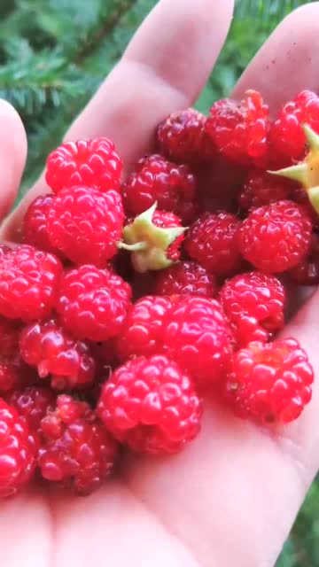 我们叫它托盘果