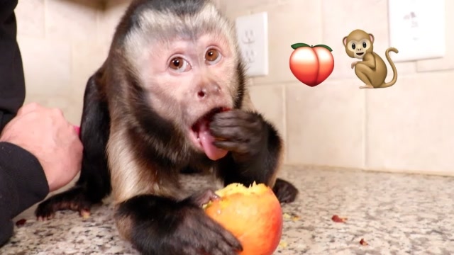 趣味萌宠:可爱小猴子吃桃子