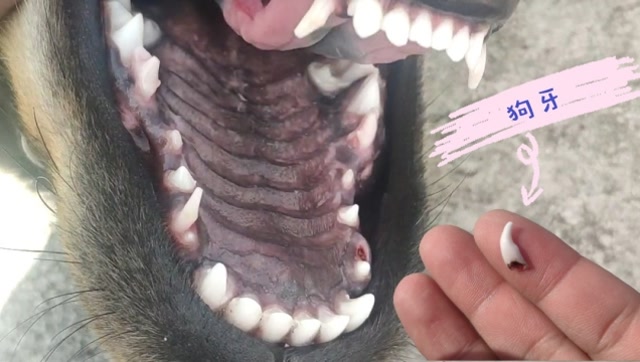 中华田园犬,洗个澡还把牙给洗掉了,这是正常换牙吗?
