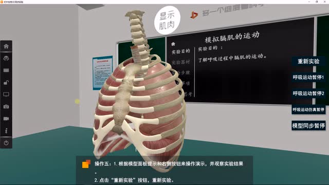 矩道呼吸运动仿真模型