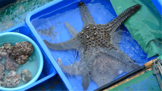 渔民切开海星的瞬间,差点就吐了!