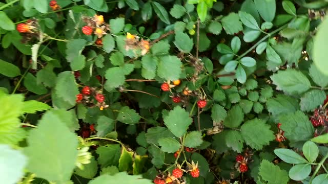 锈毛梅的果实酸酸甜甜