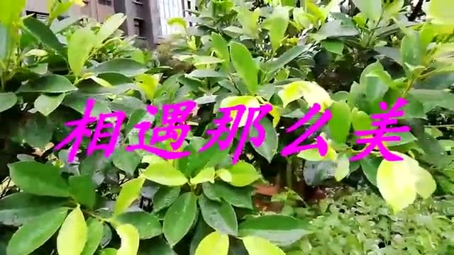 那个令人陶醉的黄昏,我们在小路上对过眼神,原来《相遇那么美》