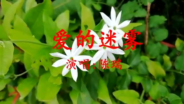 你对我不冷不热的,我对这份爱很迷茫,我该如何走出《爱的迷雾》