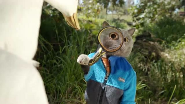 网红猫michael带鸭记