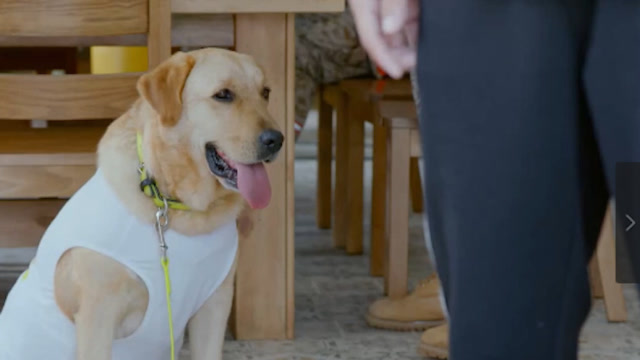 速看《神犬小七第三季》第08集:边慕回归搜救队,小七克服恐高症