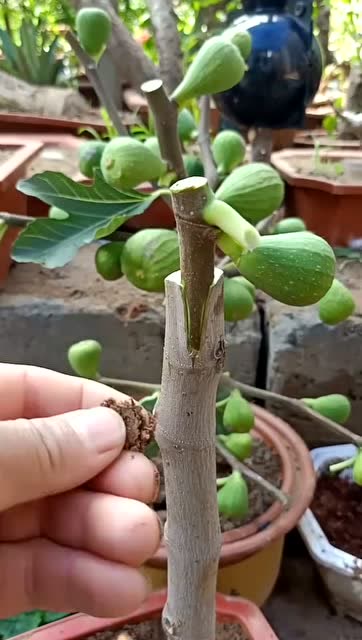 无花果扦插嫁接,这么随意的手法,存活率能高吗?