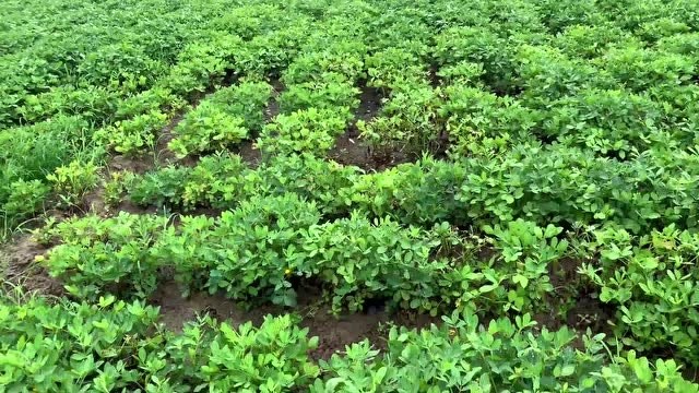 农村花生地淹的一塌糊涂,不是雨下的大,而是这种人为操作很讨厌