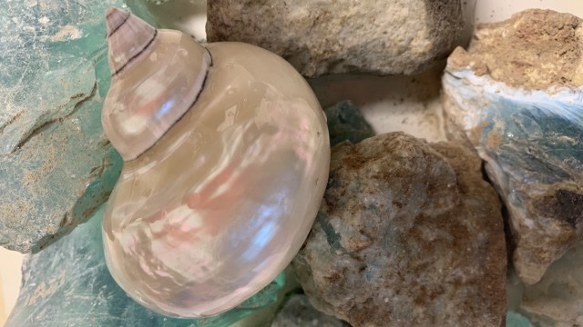 小伙潜水运气大爆发摸到传说中极品白玉螺渔民祈福百年都想要