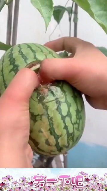 在家种植巴掌小西瓜,撕开的那一刻,没想到直接爆汁了