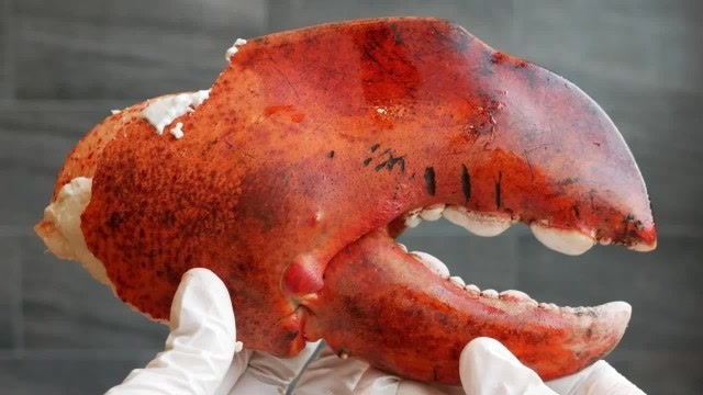 巨螯龙虾的必杀技图片